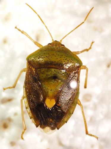 Ascra bifida